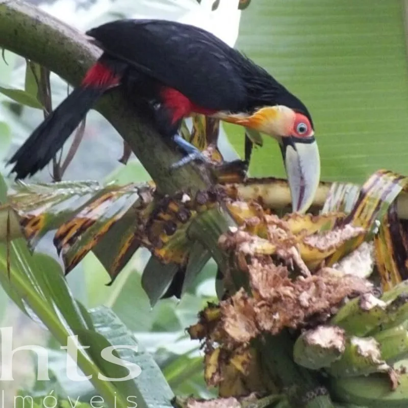 Casa em Bexiga, Ilhabela — foto 12